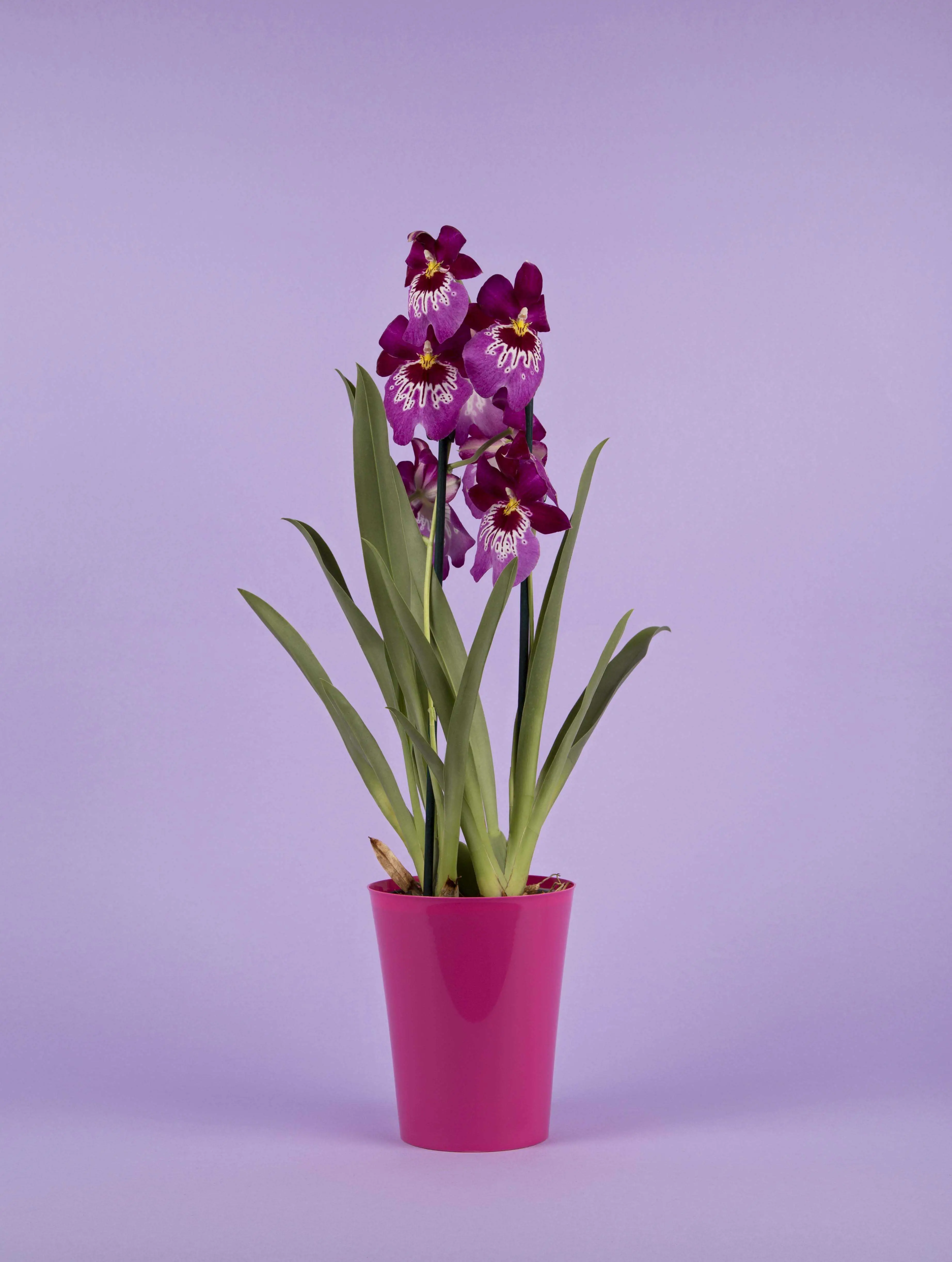 Miltonia - orchidée originale
