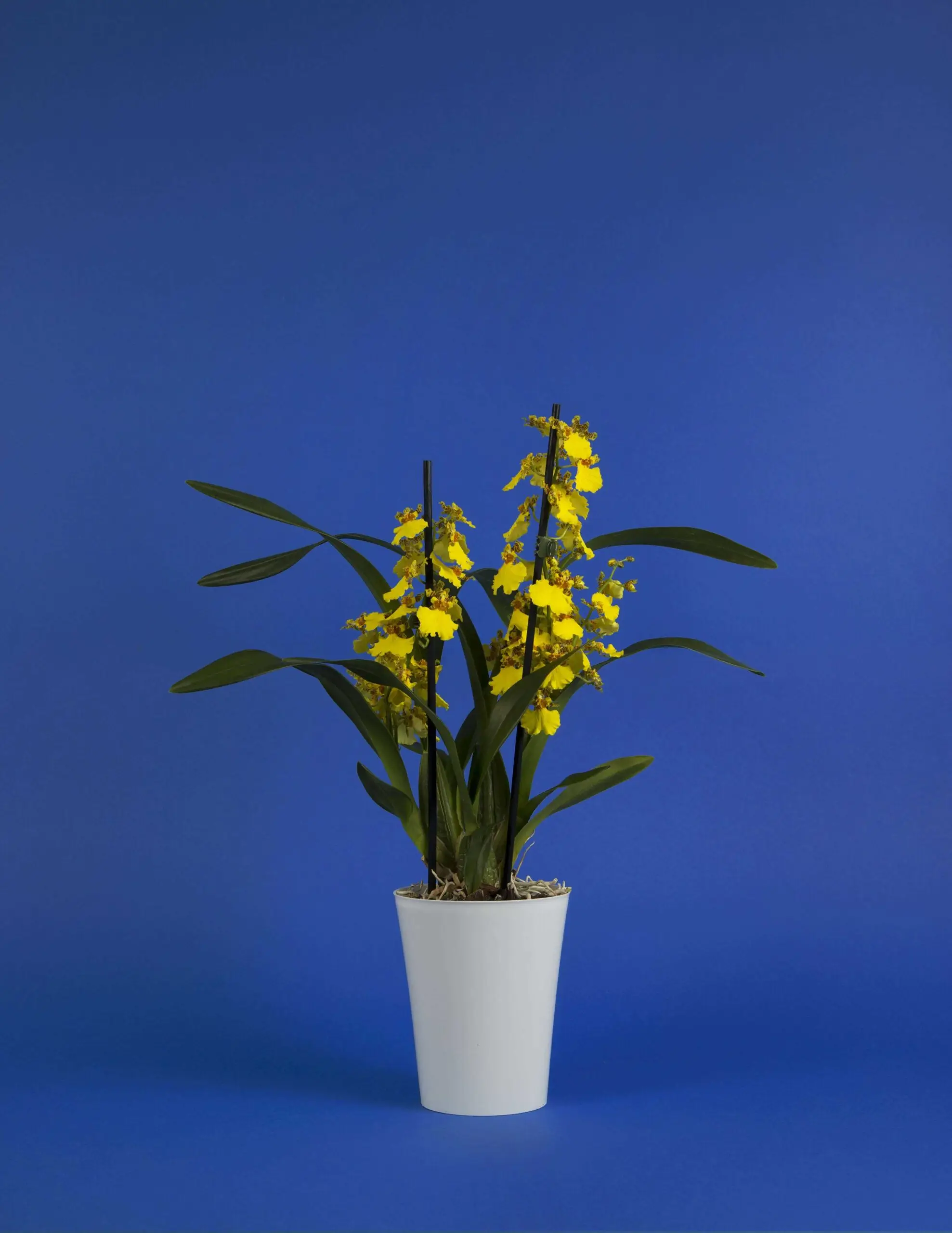 Oncidium - orchidée jaune