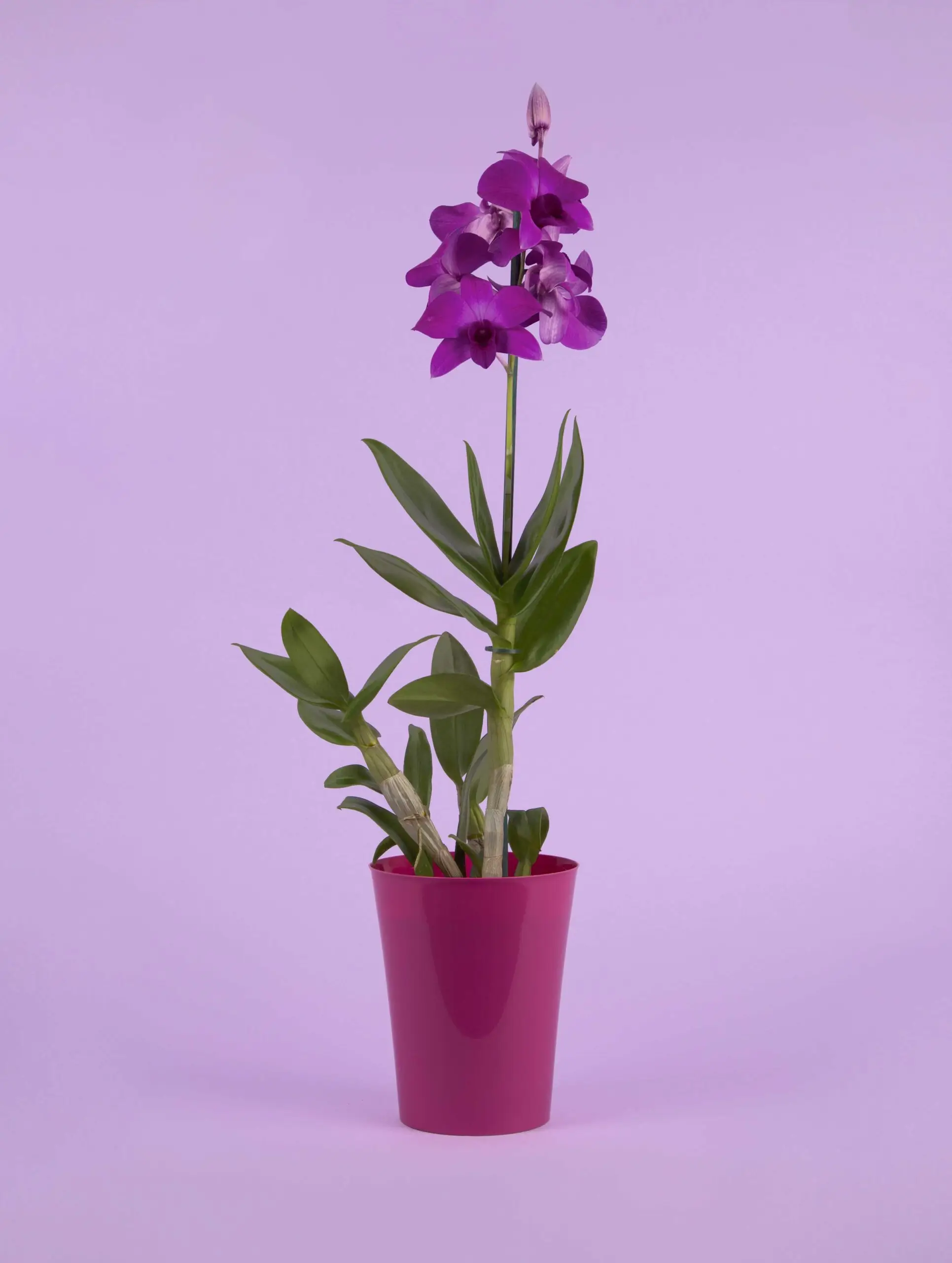 Dendrobium Phalaenopsis - orchidée violette