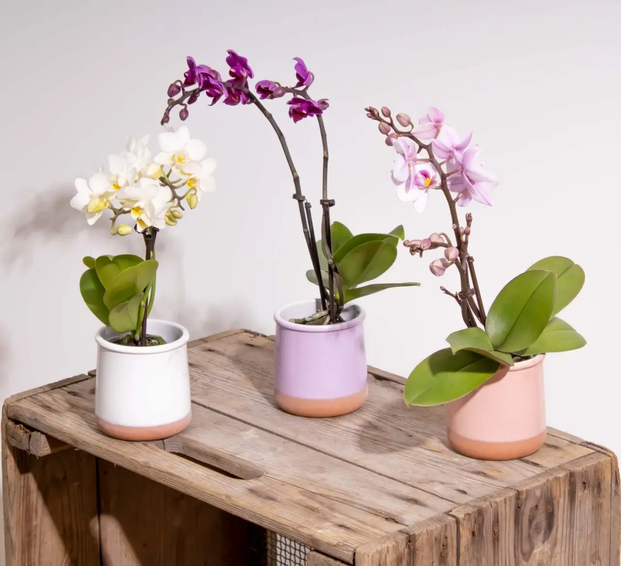 Trio d'orchidées Phalaenopsis