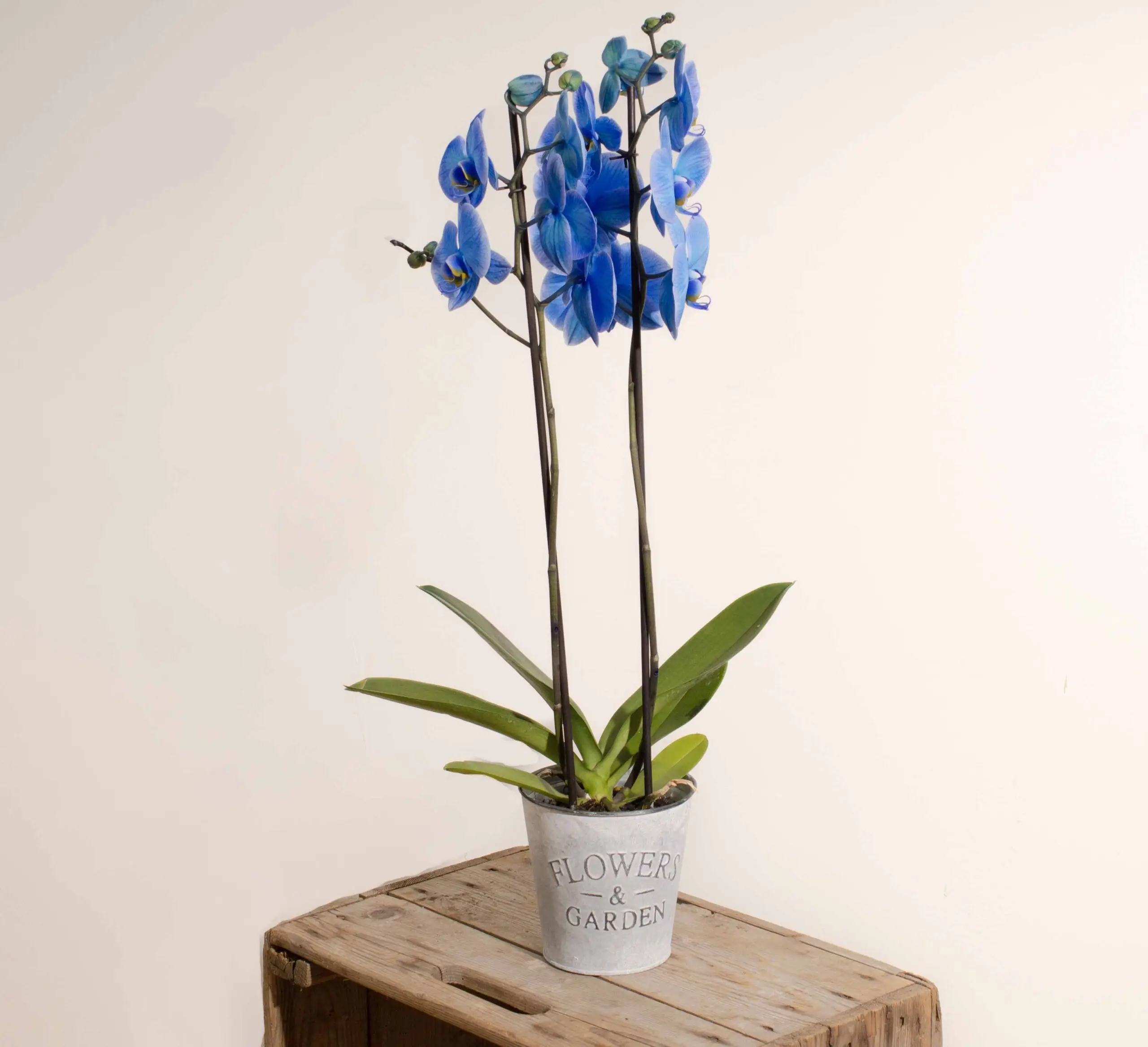 L'entretien des orchidées - France Bleu