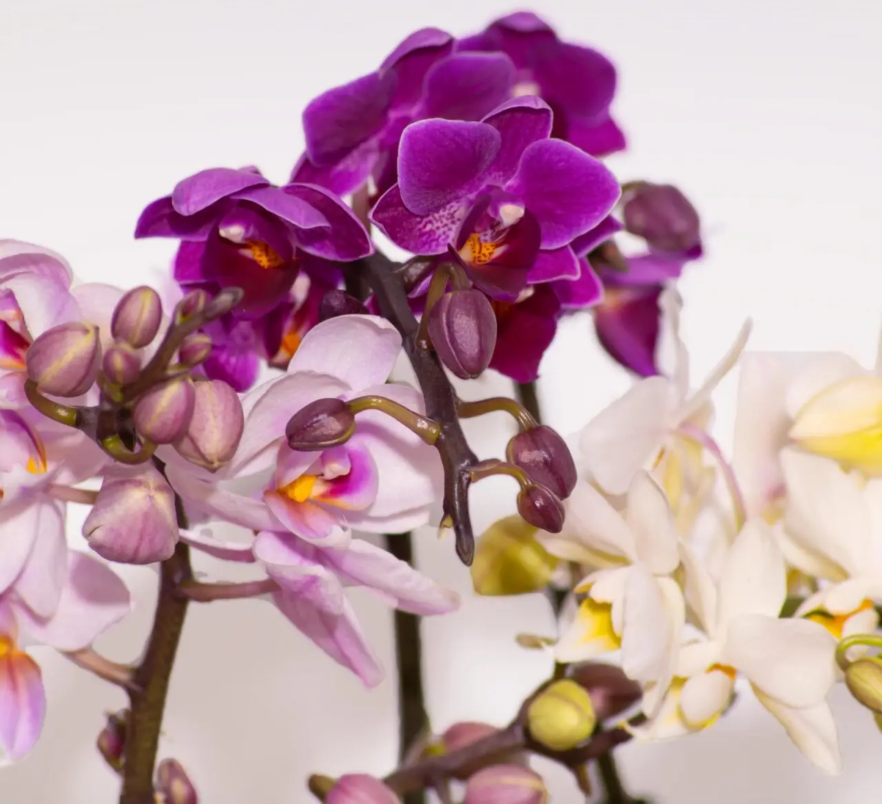 Trois orchidées Phalaenopsis