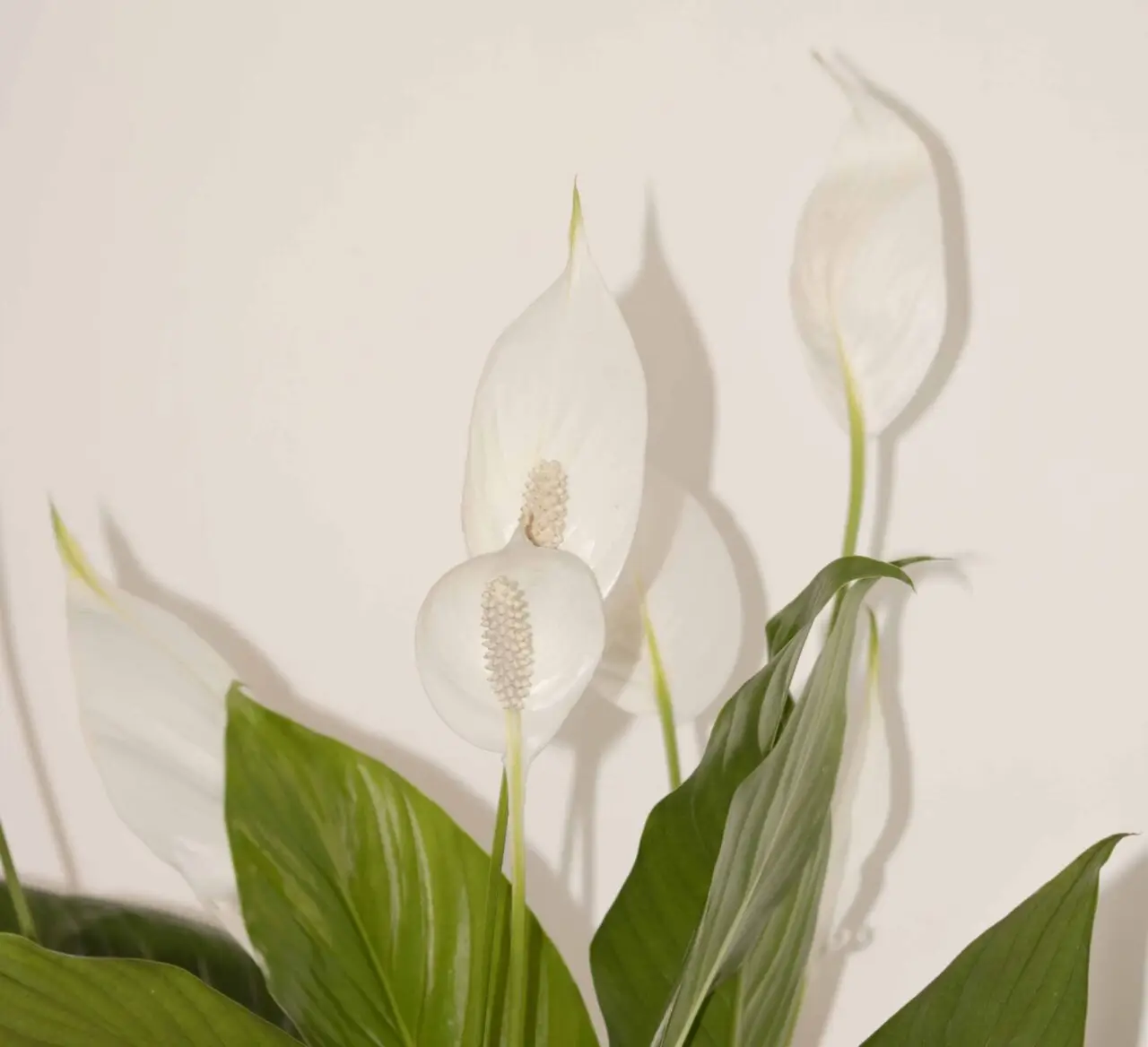 Spathiphyllum fleuri