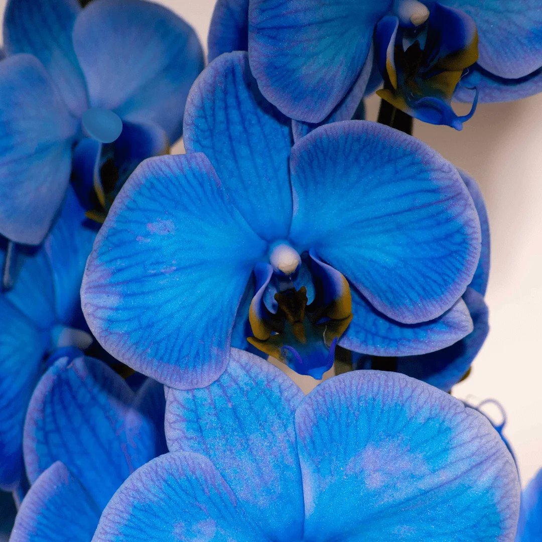 Phalableu : orchidée bleue