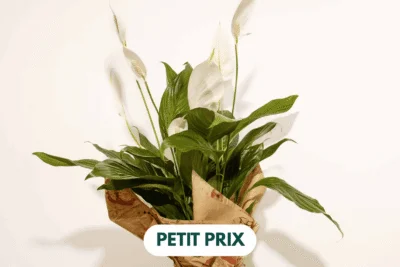 Spathiphyllum