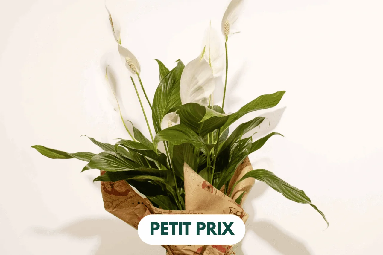 Spathiphyllum fleuri en pot