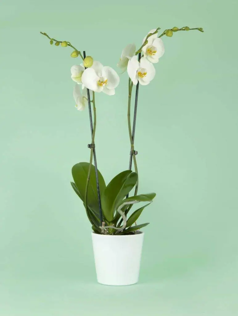 Orchidée phalaenopsis blanche