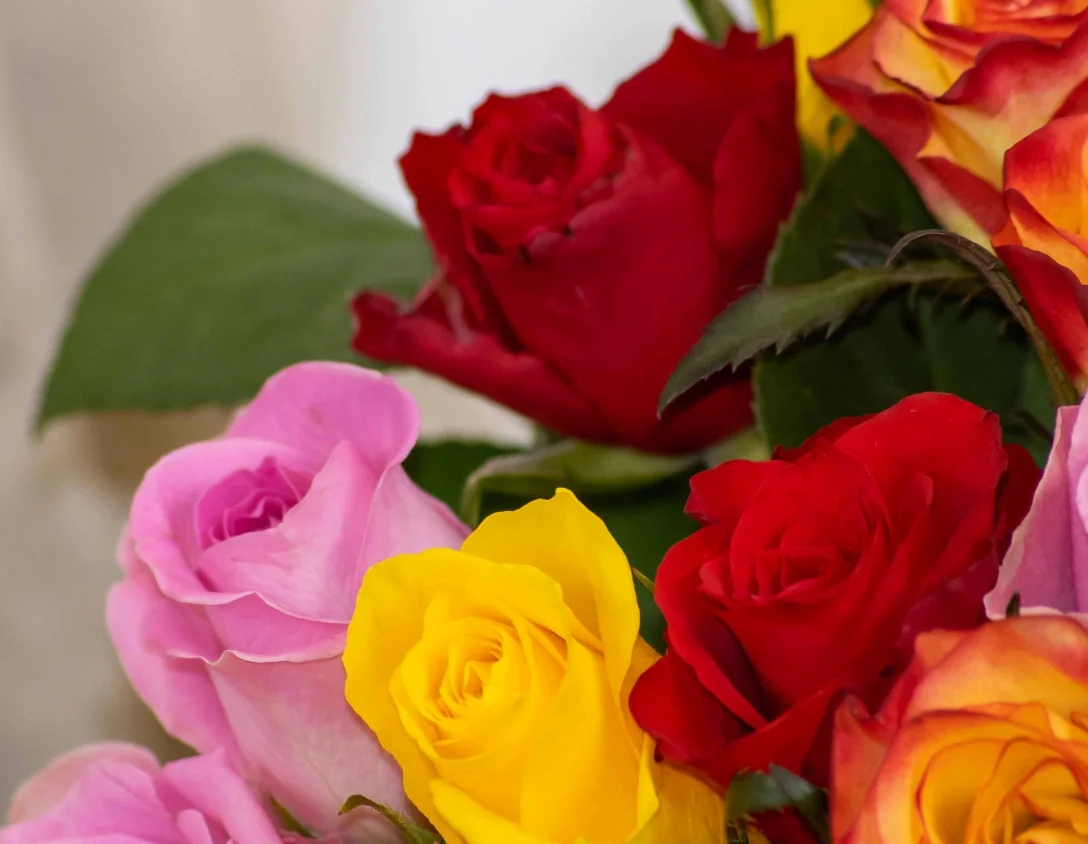 Bouquet Tutti Frutti : Rose crème, Rose pâle, Rose bonbon, Rose fushia, Rose foncé