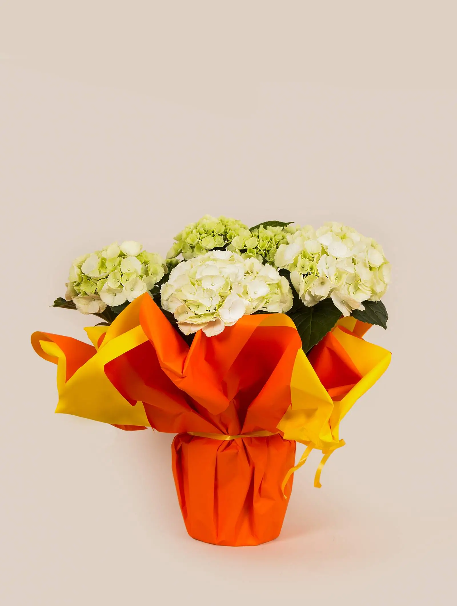 plante hortensia par kokomo