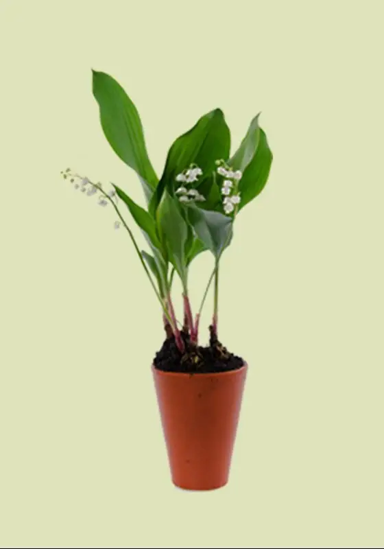 brin de muguet kokomo