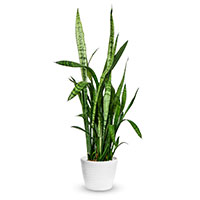 sansevieria sur fond blanc