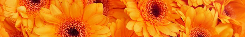 fleurs oranges
