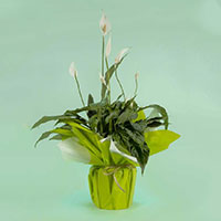 spathiphyllum kokomo livraison de plantes