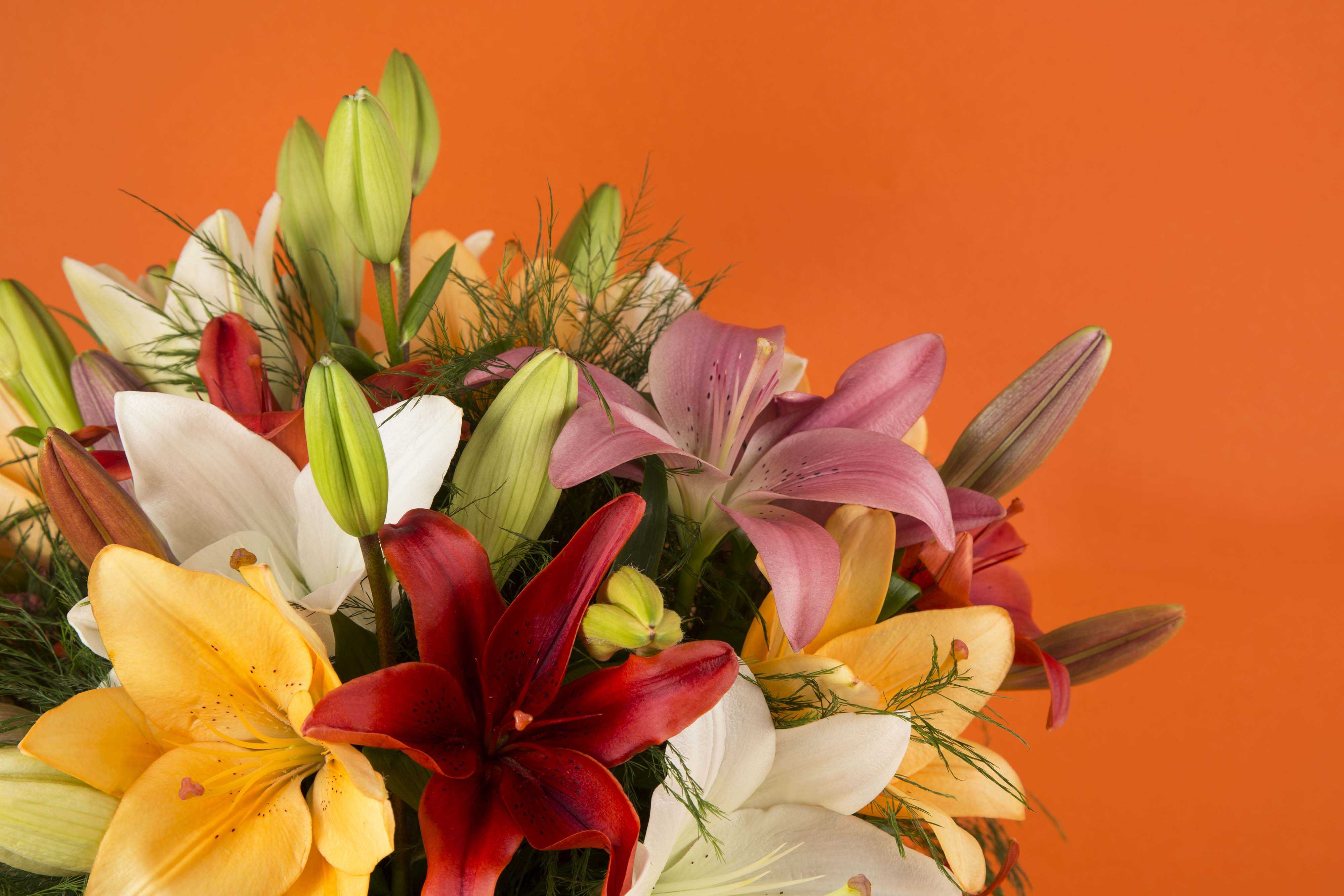 Bouquet de lys : livraison et entretien des fleurs - Kokomo