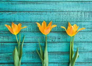 fleurs jaunes