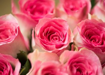 bouquet de roses : une attention romantique