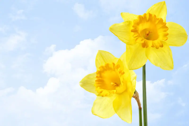 narcisse jaune : fleur de printemps