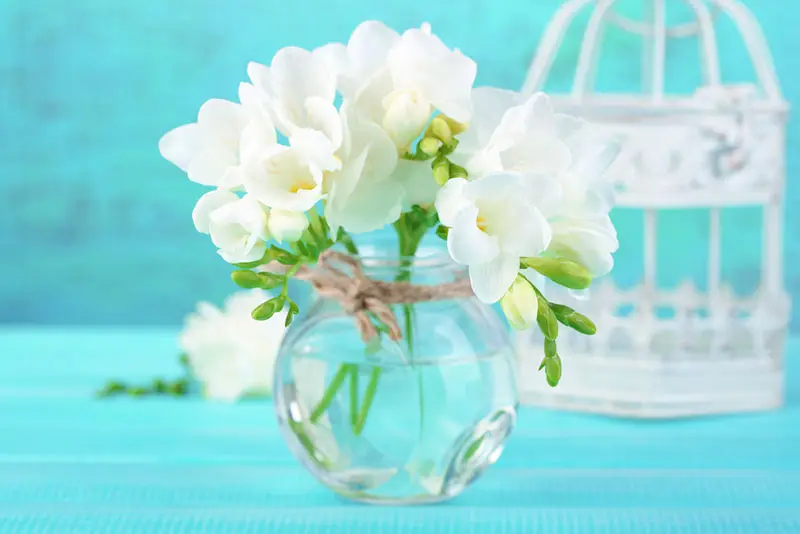 bouquet de freesias blanches