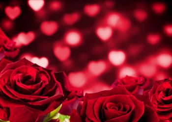 roses et fleurs d'amour