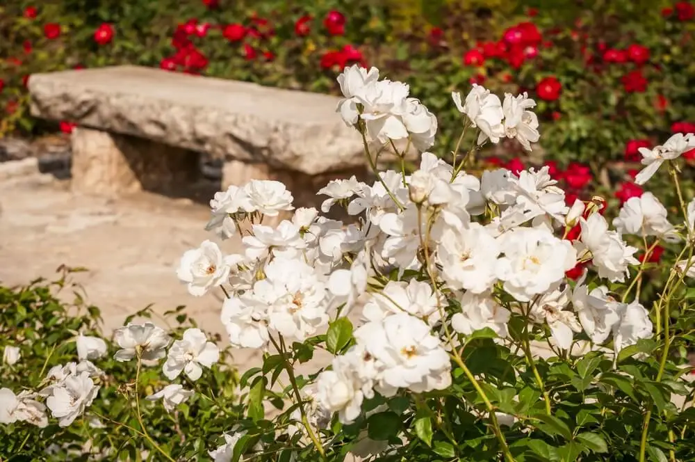 fleurs deuil signification