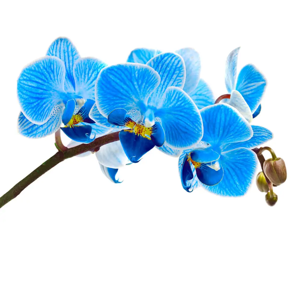 orchidée bleue symbolique