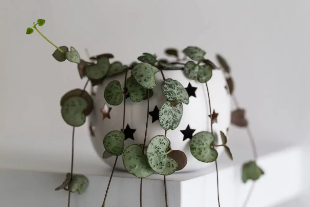 plantes d'intérieur ceropegia woodii