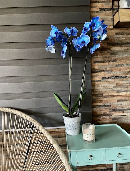 fleurs orchidée bleue azur