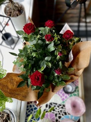 fleurs rosier rouge en pot