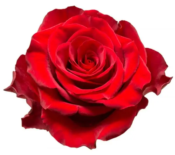 Langage des roses signification des couleurs et du nombre de roses Kokomo