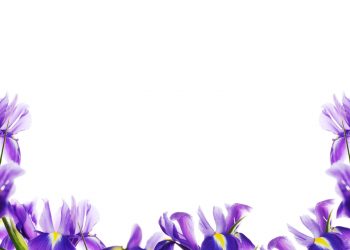 fleurs de naissance février