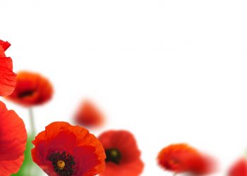 coquelicot signification