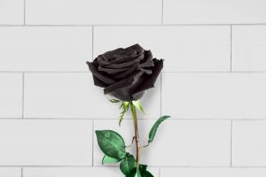 rose noir signification