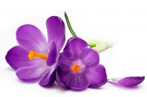 violette fleurs