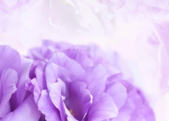 Lisianthus signification