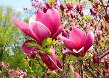 la signification de la fleur de magnolia