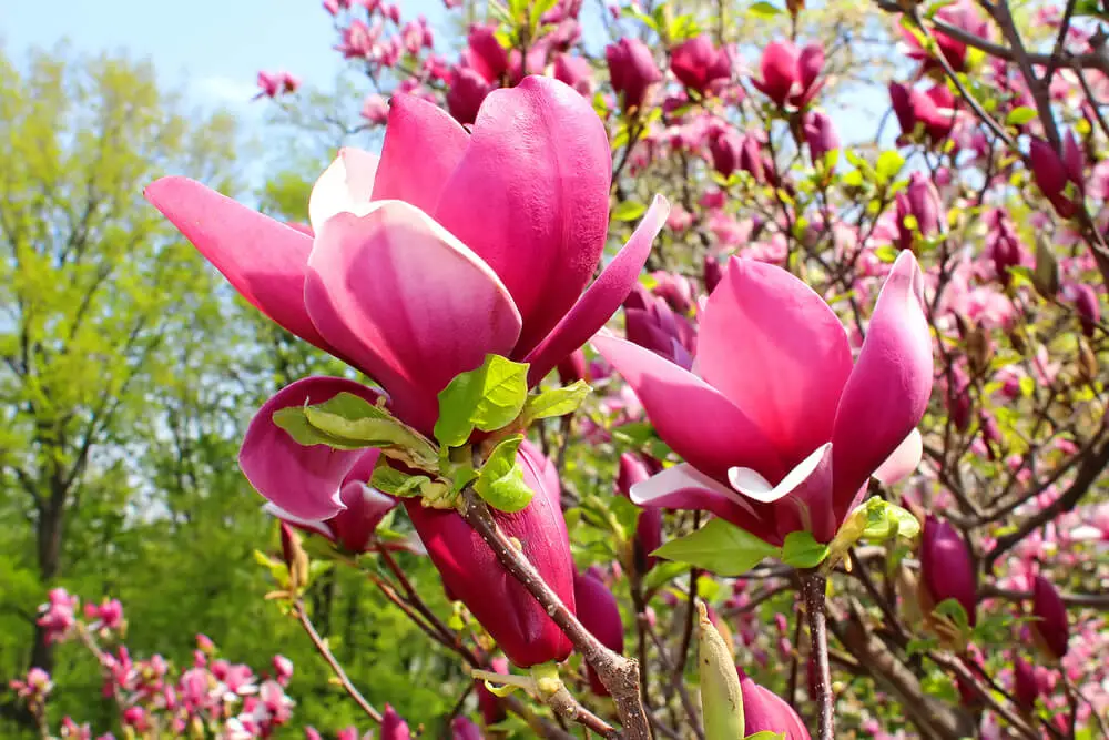la signification de la fleur de magnolia
