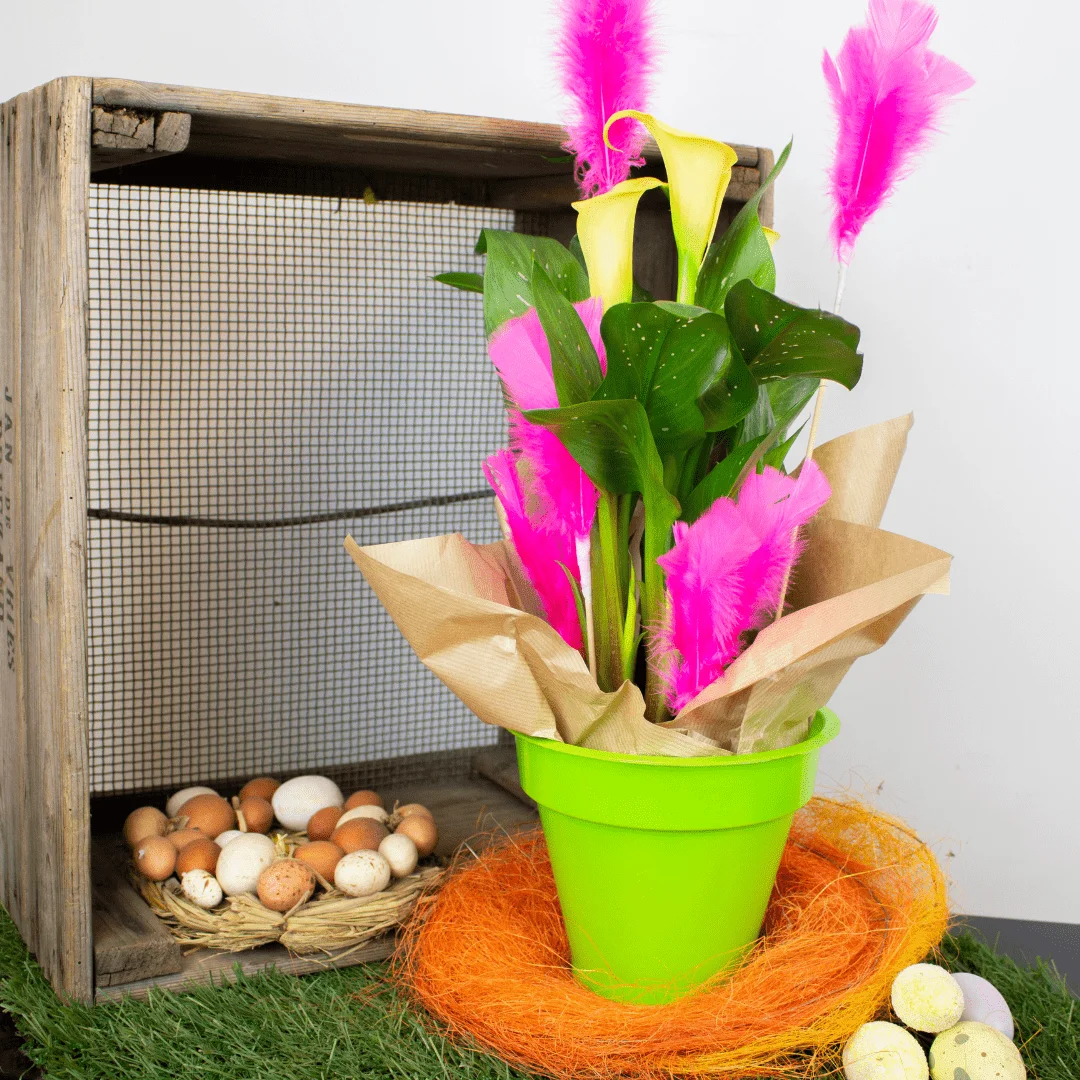 Calla de Pâques dans un pot vert avec des plumes roses