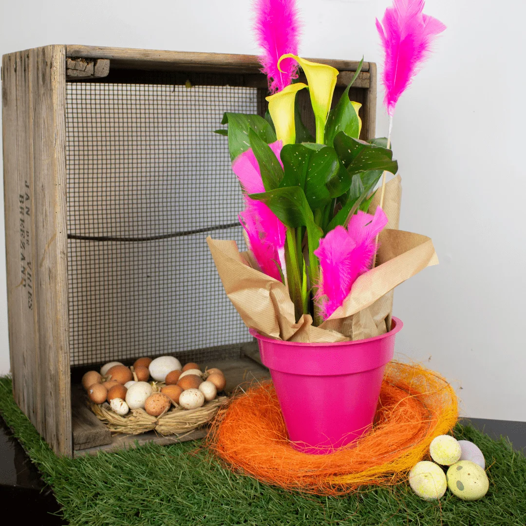 Calla de Pâques dans un pot rose avec des plumes roses