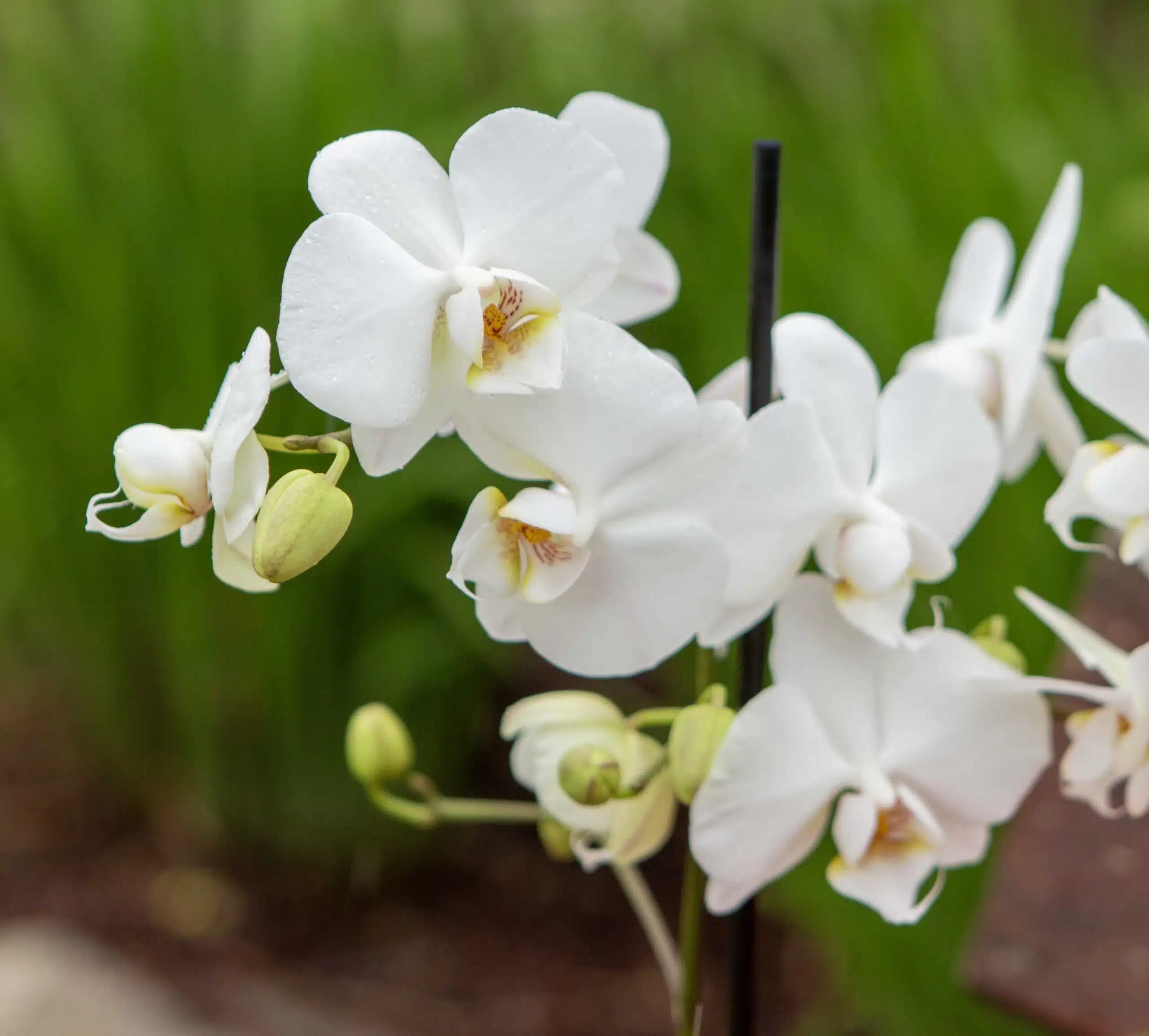 Orchidée blanche spécial fête des mères