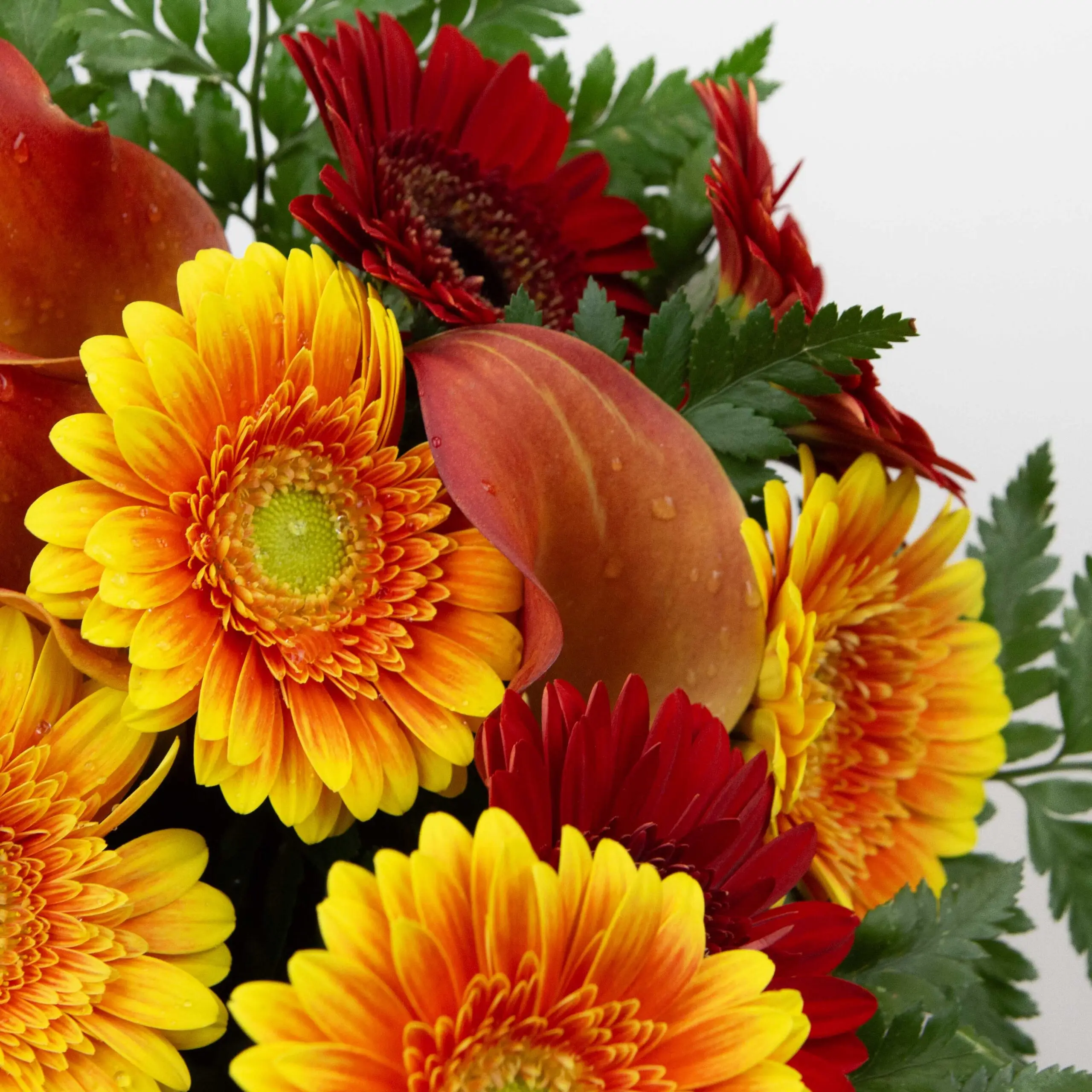 Bouquet Sun Red : germinis rouges, germinis jaunes orangés, calla orange, fougères