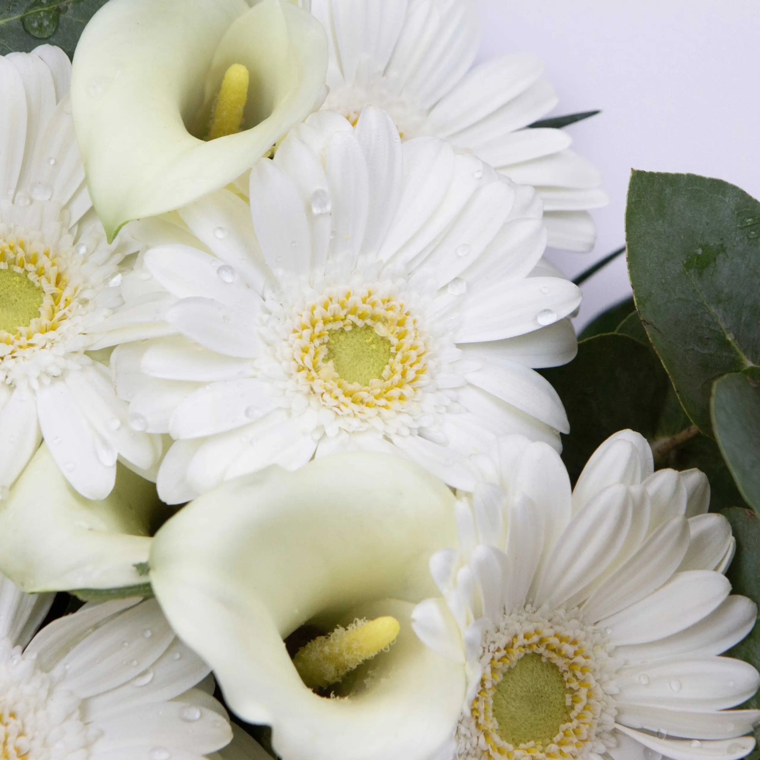 Bouquet Lumineux germinis : germinis blancs, callas blancs, tiges d’eucalyptus, chicos