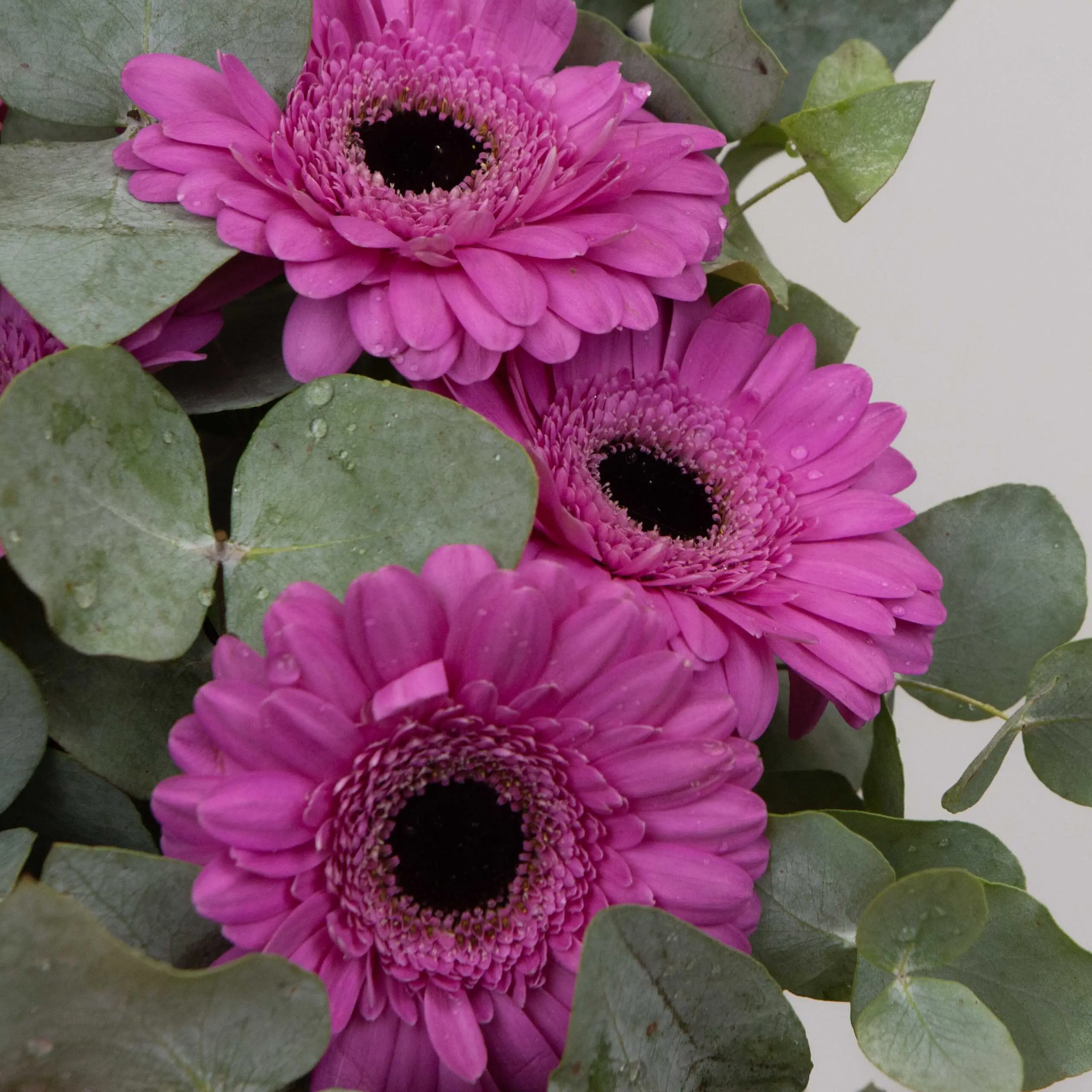 Bouquet Féerie de Germinis :germinis fushias, petites tiges eucalyptus