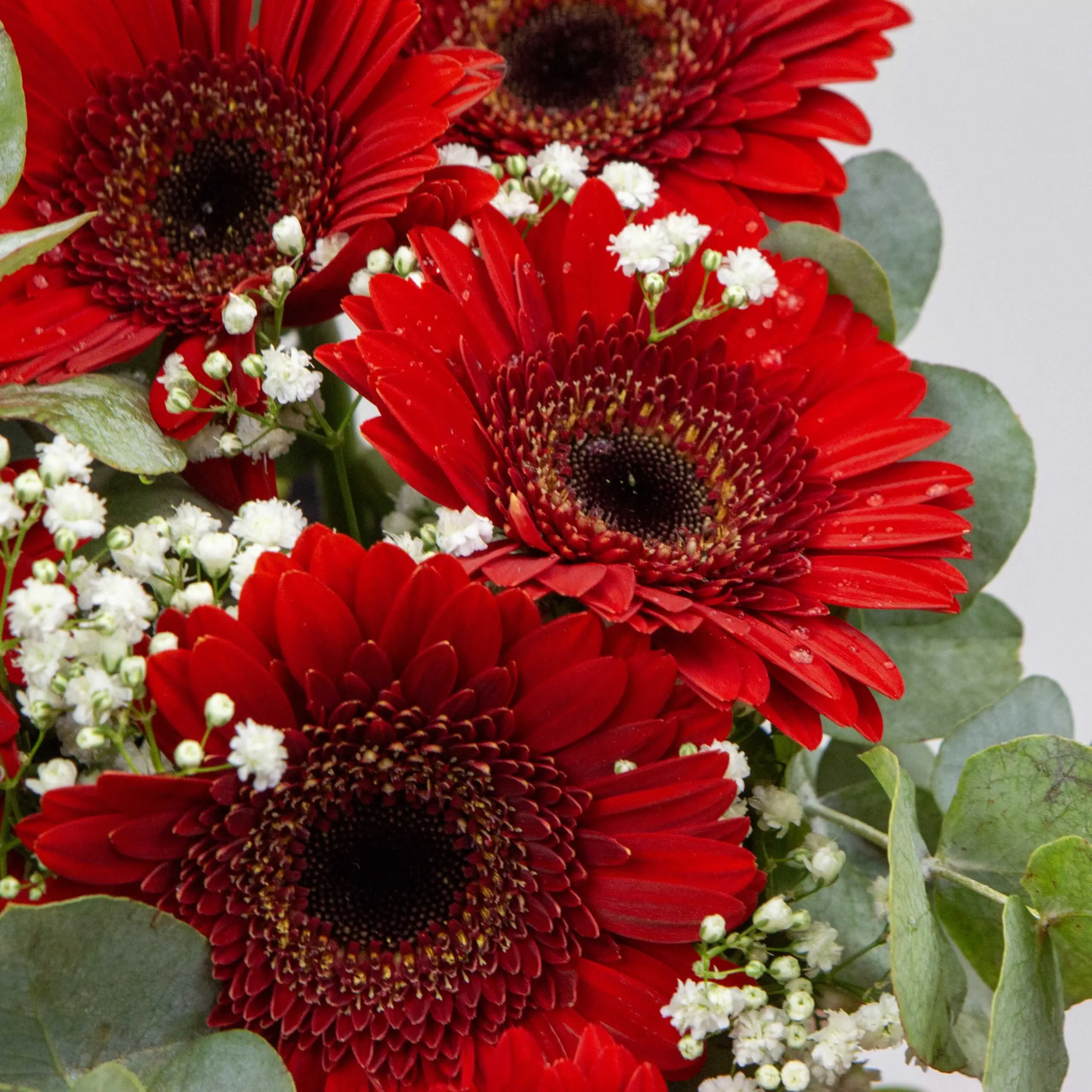 Bouquet Éternelle romance : germinis rouges, gypso, petites tiges eucalyptus