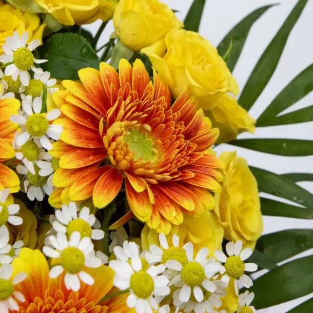Bouquet Radieux germinis