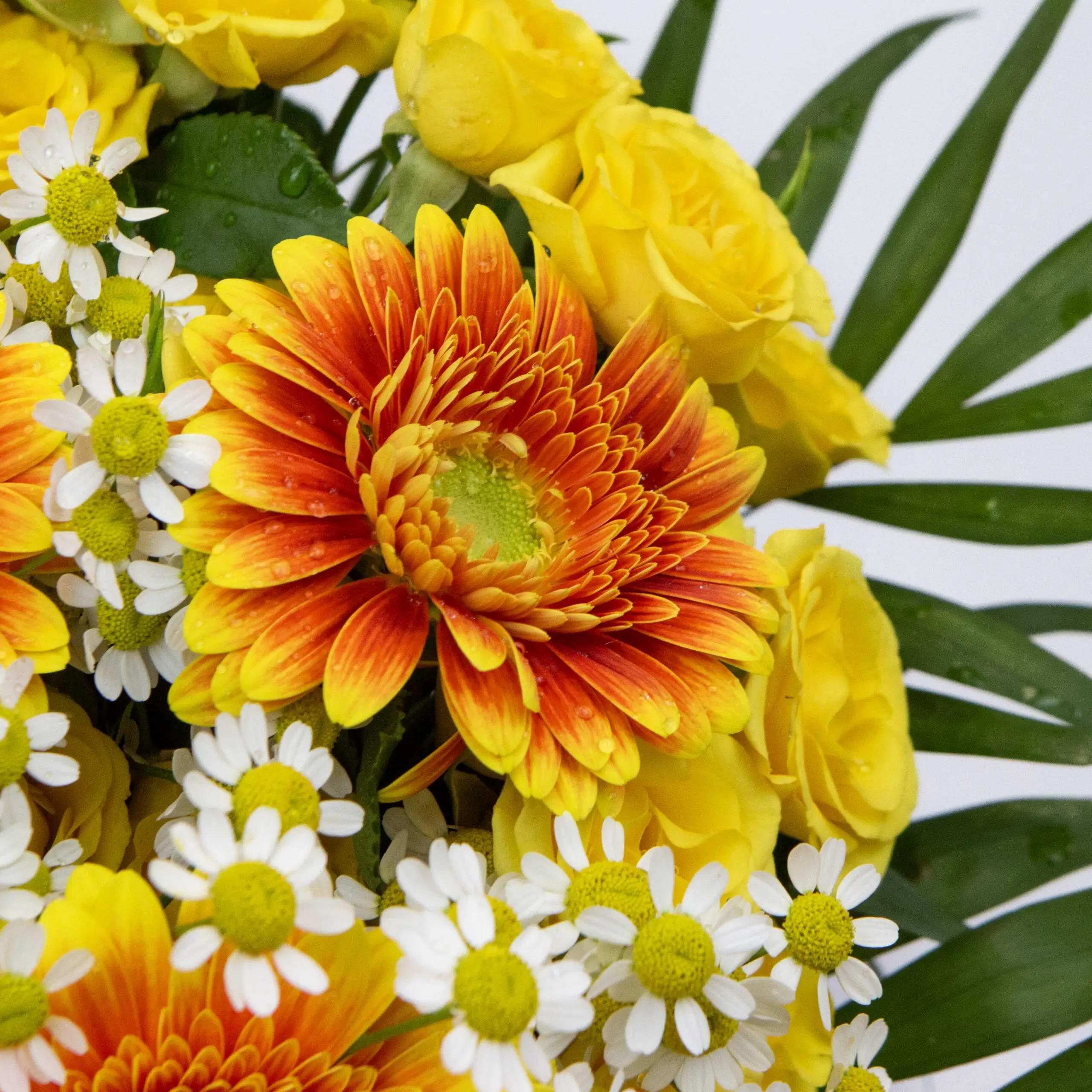 Bouquet Radieux germinis : germinis orangé/jaunes, matricaires, roses branchues jaunes, chicos