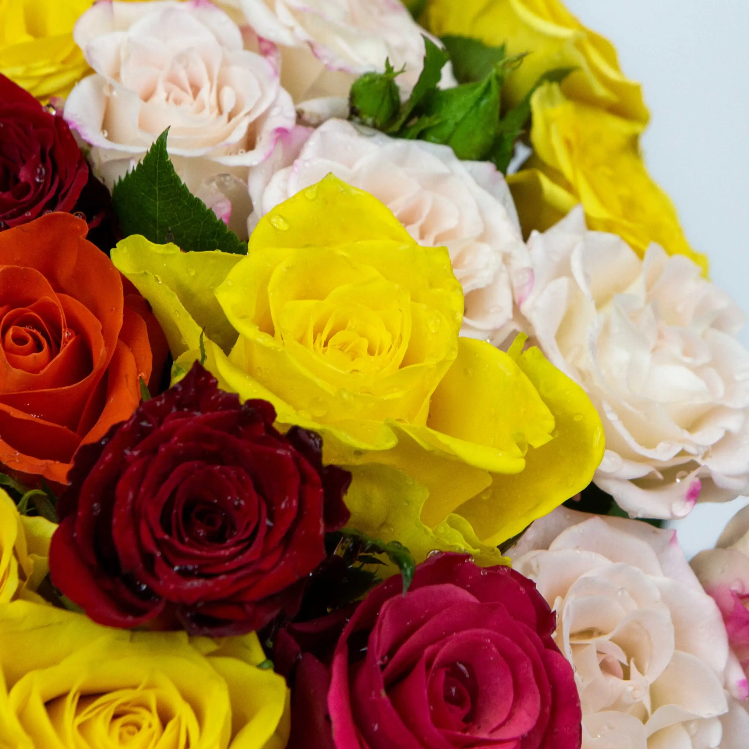 Bouquet Aquarelle de couleurs : mélange de roses colorées et feuillage tropical