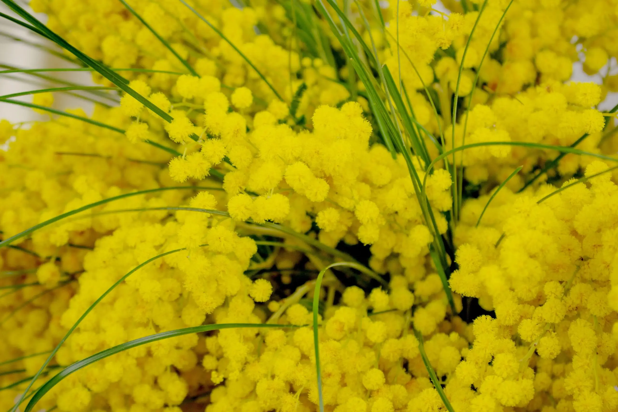 Bouquet de mimosa