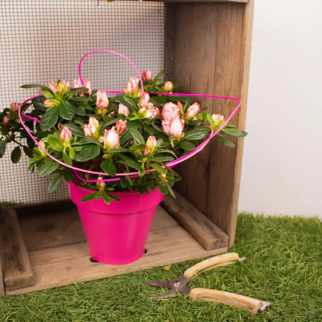 Azalée rose et son cache pot rose