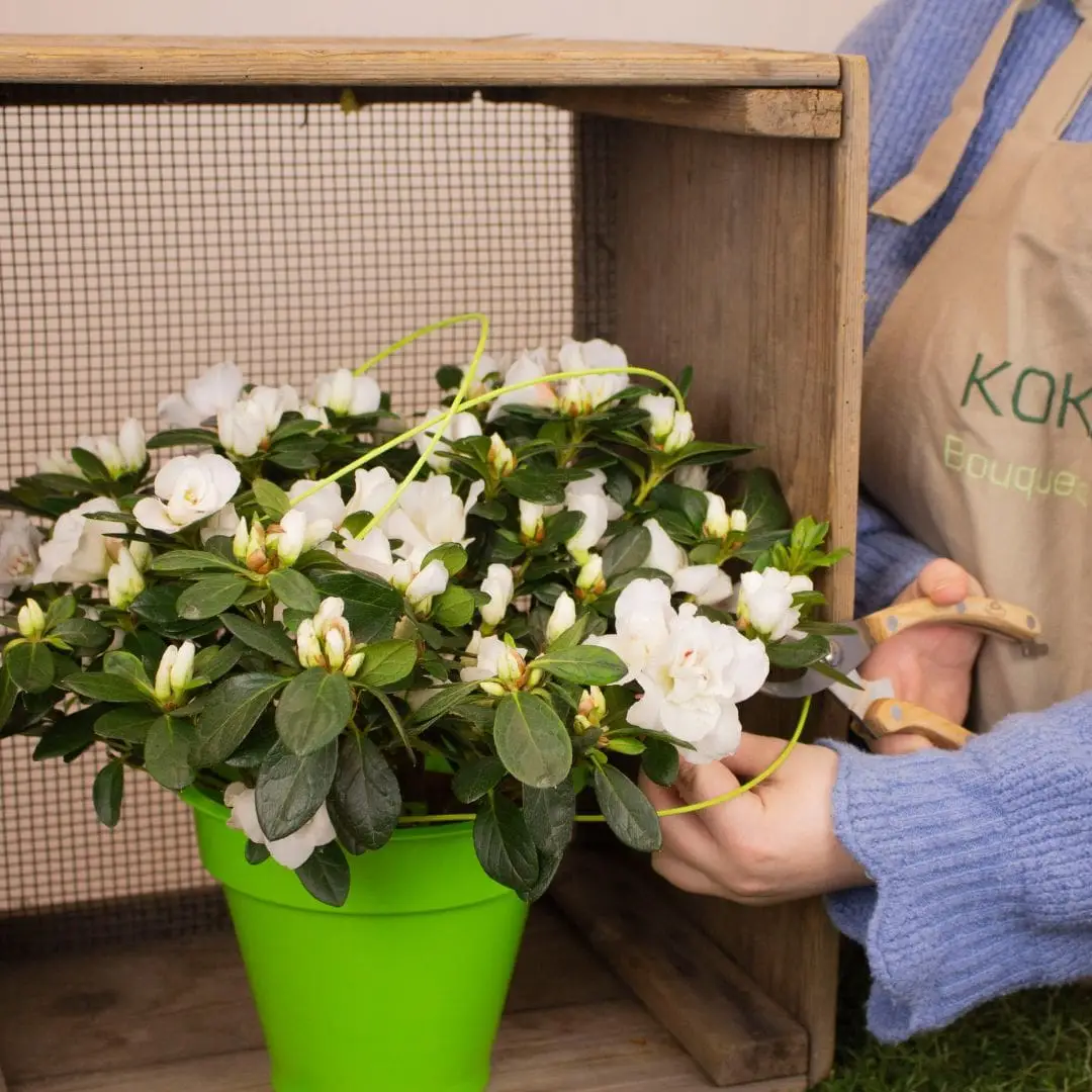 Azalée Blanc et son cache pot vert