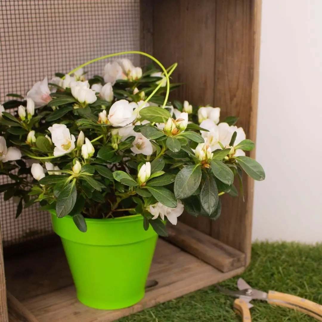 Azalée Blanc et son cache pot vert